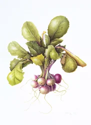 Miniature Turnips
